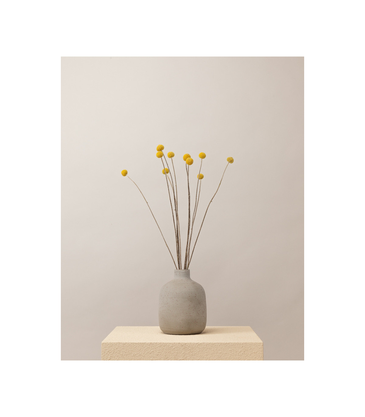 dried yellow craspedia