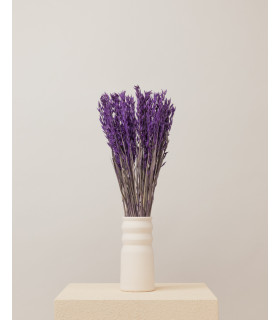 Avena seca morada | Flores secas decorativas