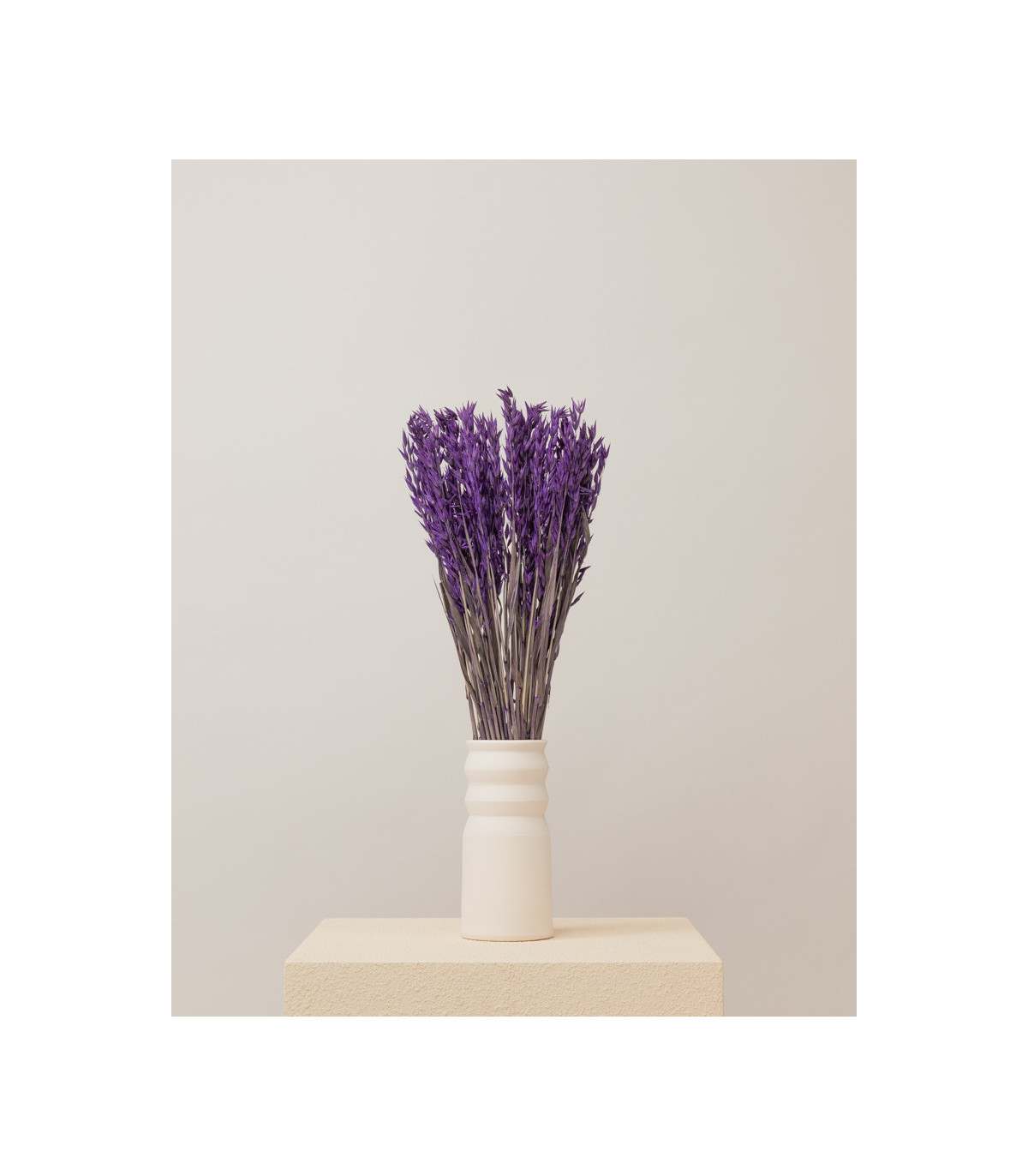 Purple dried oats | Decorative dried flowers