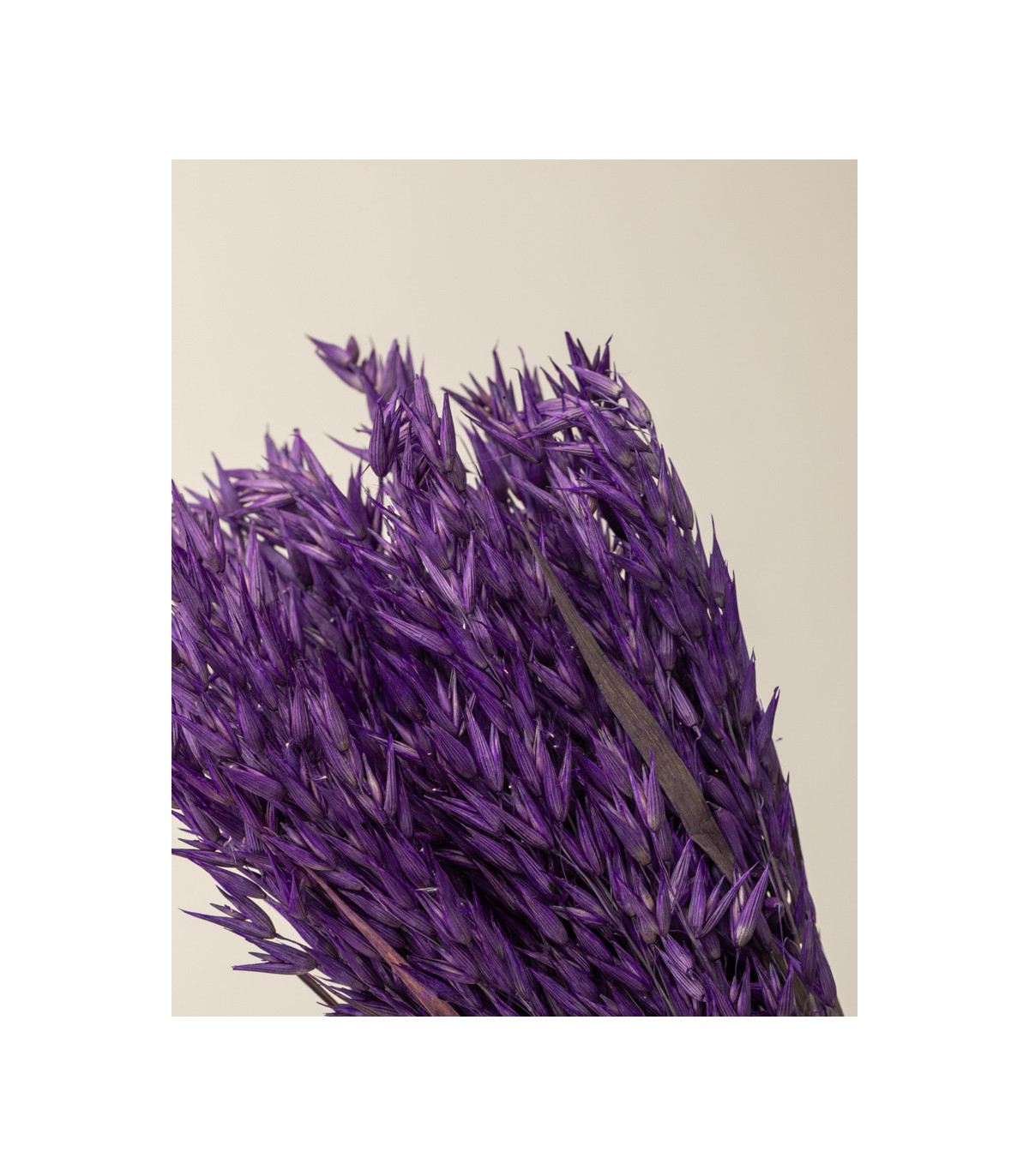 Purple dried oats detail