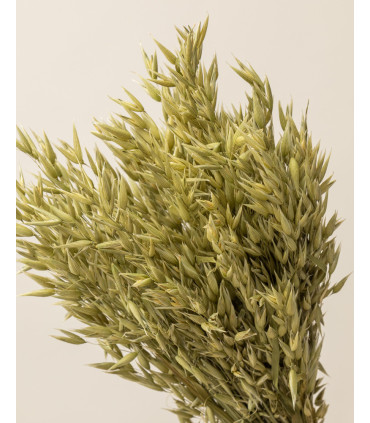 Avena seca natural | Flores secas decorativas