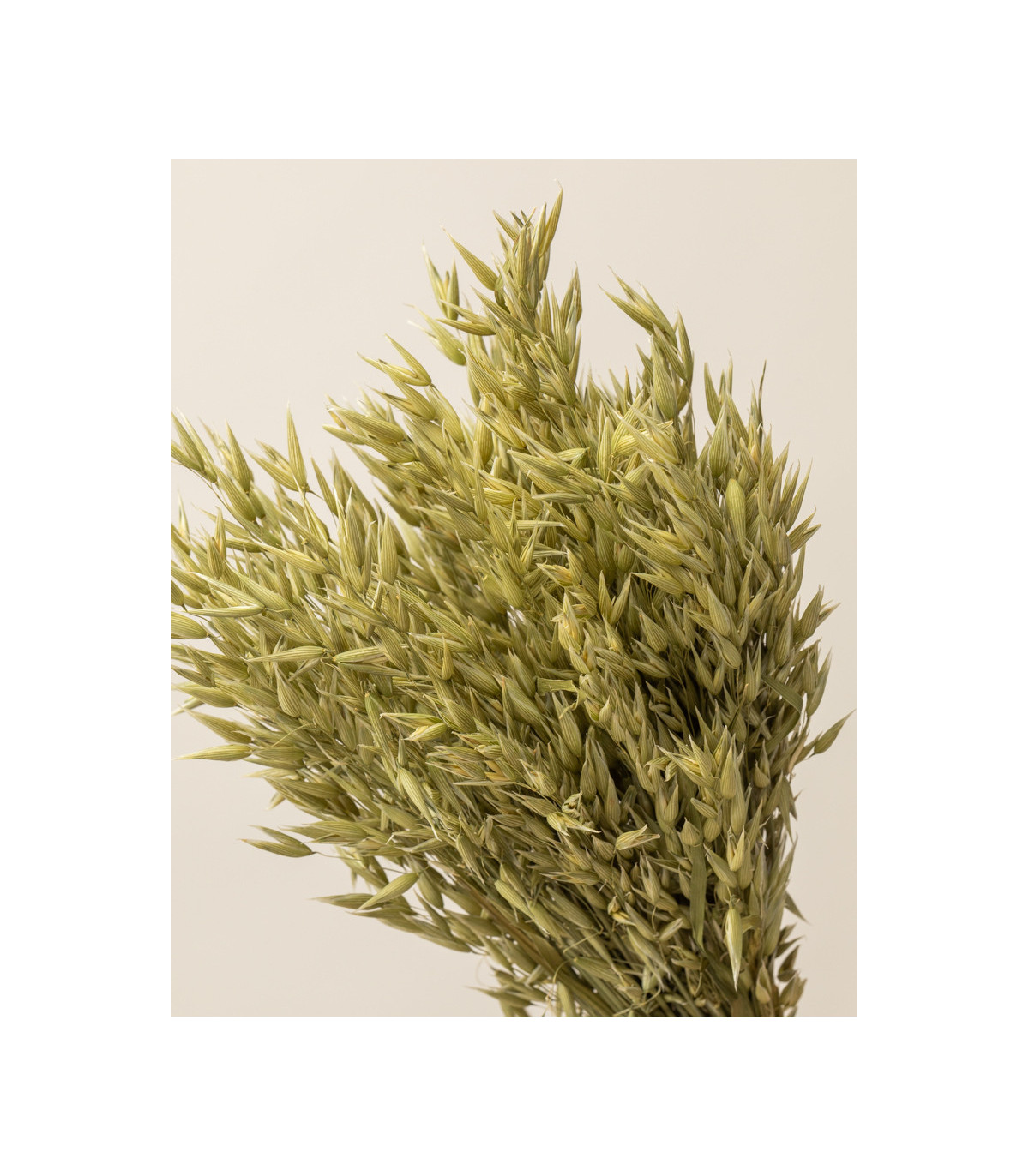 Natural dried oats | Decorative dried flowers