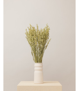 Avena seca natural | Flores secas decorativas
