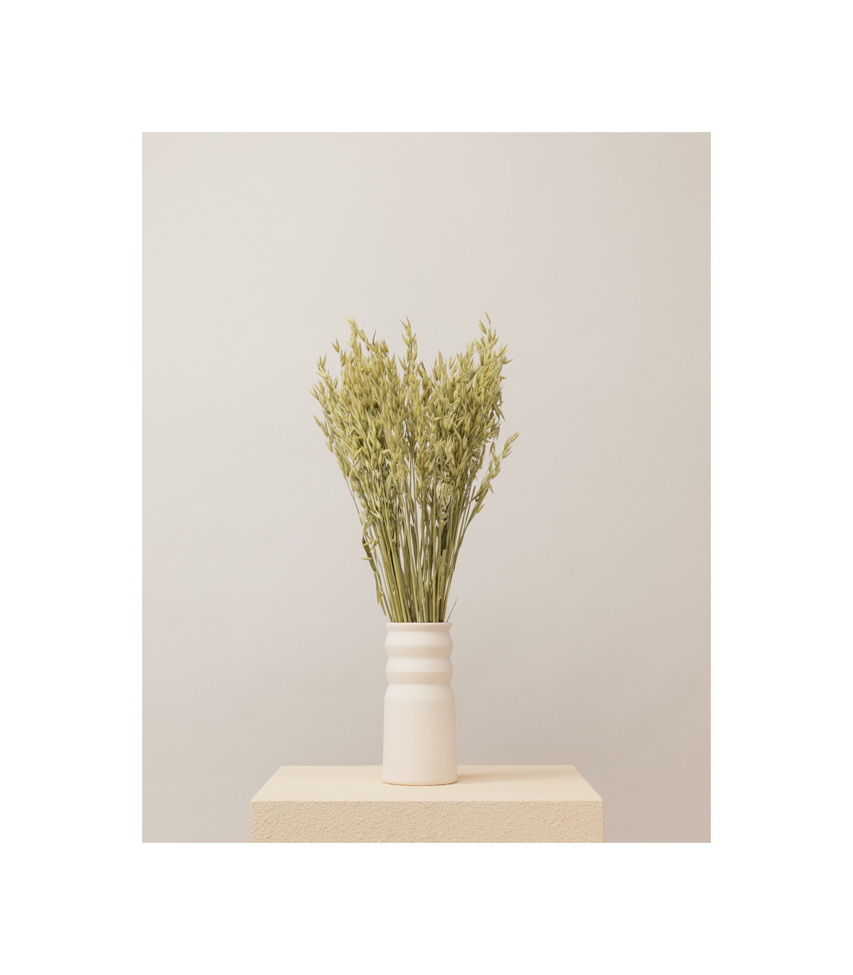 Natural dried oats | Decorative dried flowers