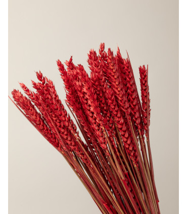 Red dried wheat | Decorative dried flowers