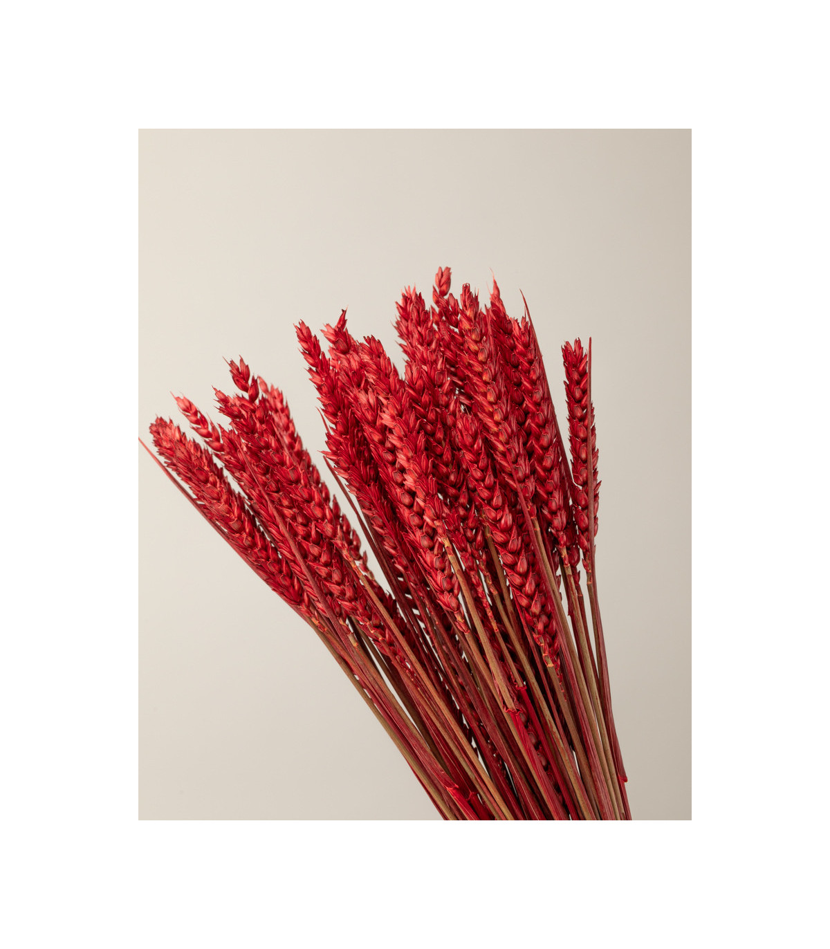 Red dried wheat | Decorative dried flowers