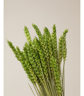 Green dried wheat detail