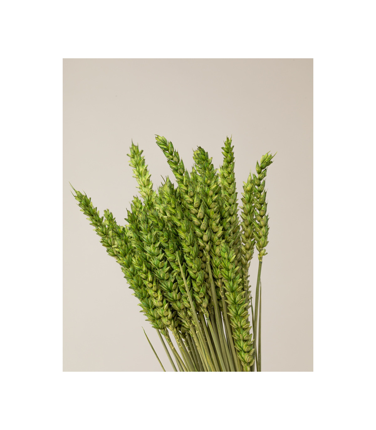 Green dried wheat detail