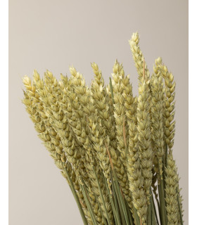 Natural dried wheat