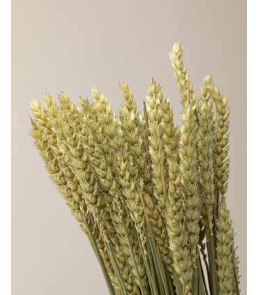 Natural dried wheat | Decorative dried flowers