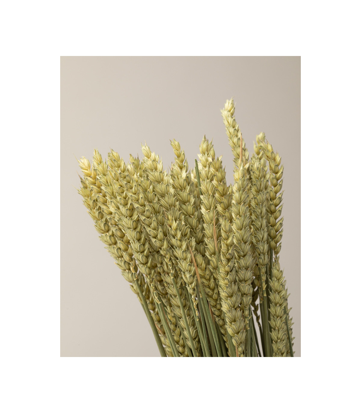 Natural dried wheat | Decorative dried flowers