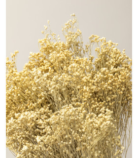 White dried broom bloom (bunch)