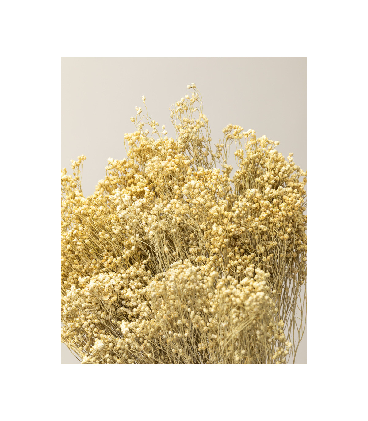 White dried broom bloom (bunch) | Decorative dried flowers