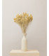 White dried broom bloom