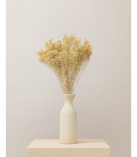 broom bloom seco blanco