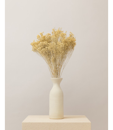 White dried broom bloom