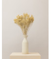 White dried broom bloom (bunch)