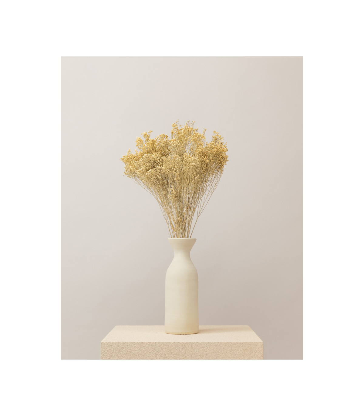 White dried broom bloom