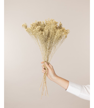 White dried broom bloom (bunch) | Decorative dried flowers