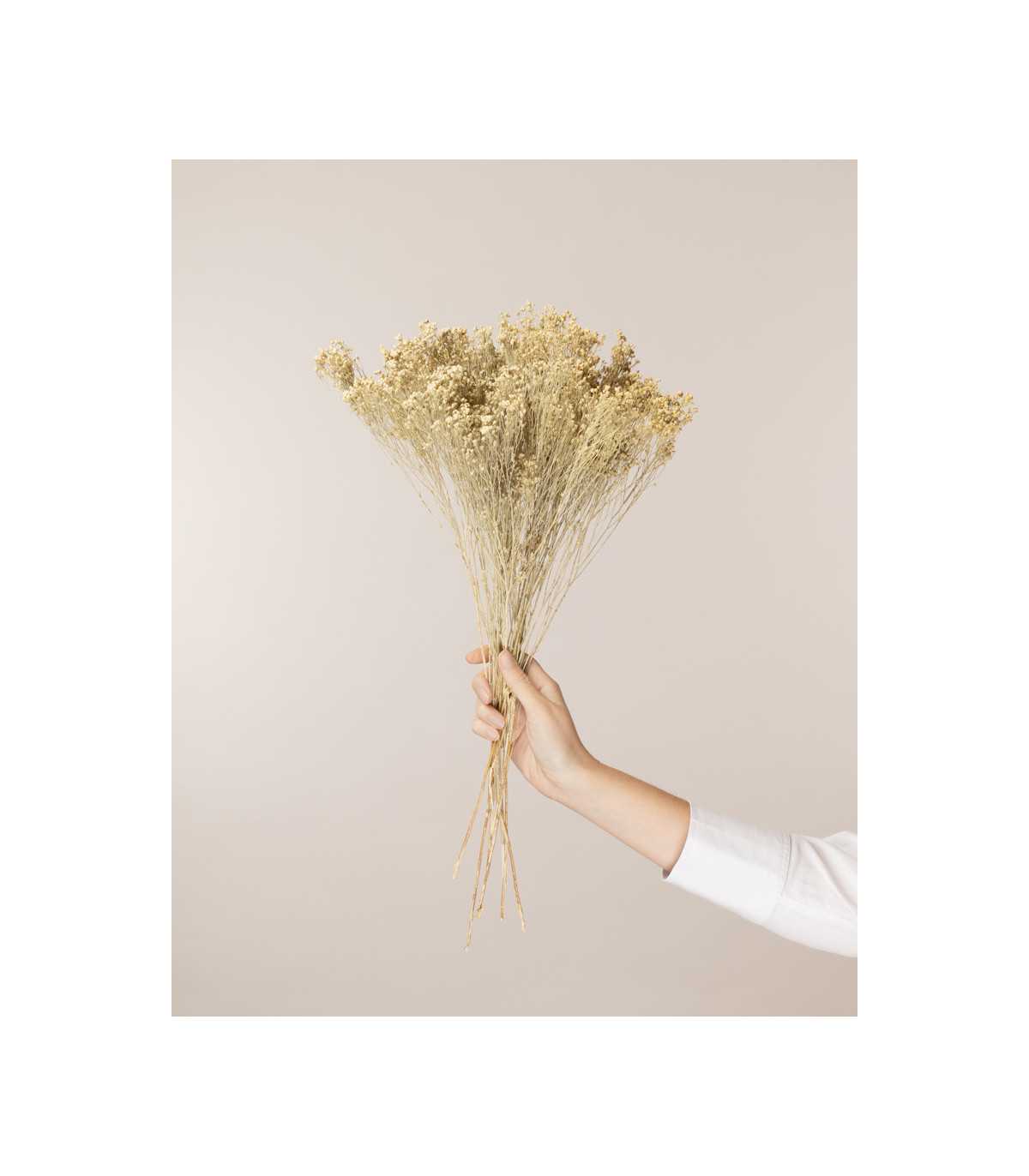 White dried broom bloom (bunch) | Decorative dried flowers